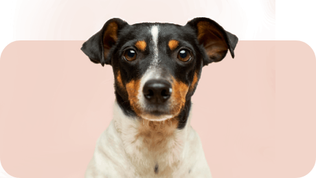 Chien