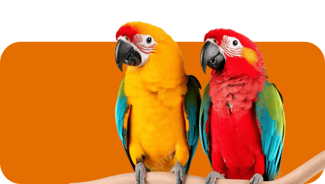 Oiseau