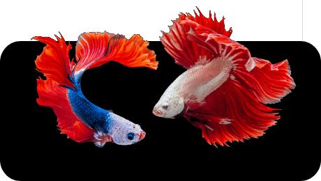 Poisson