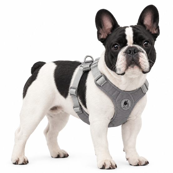 Harnais et laisse pour chien Wan Jia — Gris